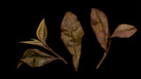 Cultivar #21 white